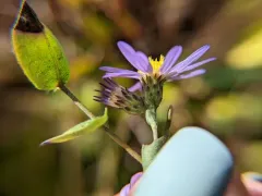 late purple aster thumbnail 4