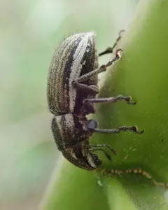 White-fringed weevil thumbnail 2