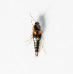 Sepedophilus littoreus thumbnail 4