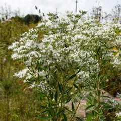 tall boneset thumbnail 4