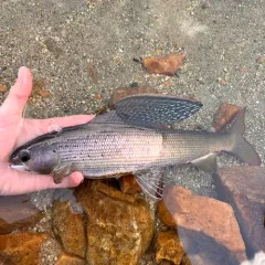 Arctic Grayling thumbnail 3