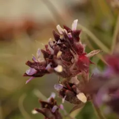False Saxifrage thumbnail 2