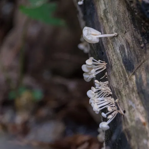 bladder stalks