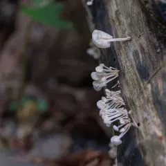 bladder stalks thumbnail 1