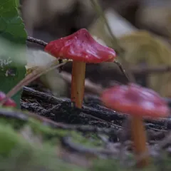 Candy Apple Waxy Cap thumbnail 2