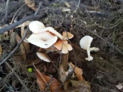 Crepidotus nyssicola thumbnail 3