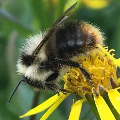 frigid bumble bee thumbnail 4