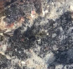 Rockpool Prawn thumbnail 3