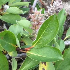 Grayleaf Willow thumbnail 4