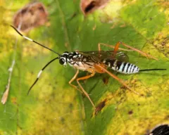 Polycyrtus neglectus thumbnail 1