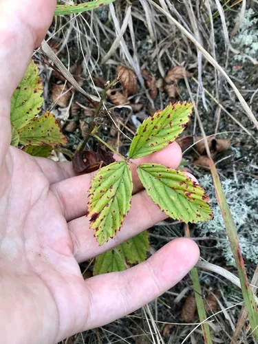 Uniform Bristleberry