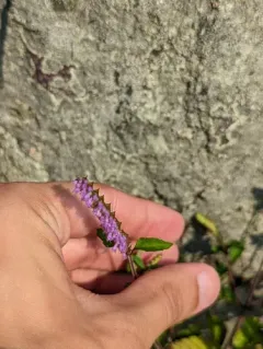 Crested Elsholtzia thumbnail 4