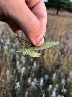 Texas Bush Katydid thumbnail 1