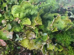 Peltigera chionophila thumbnail 4