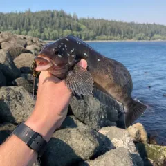 Kelp Greenling thumbnail 3