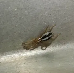 Two-lined Stealthy Ground Spider thumbnail 3