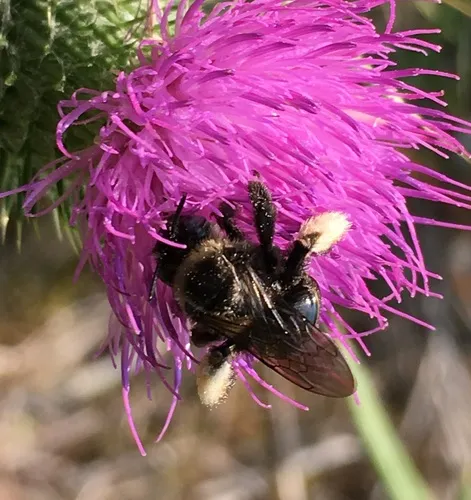 Western Thistle Longhorn Bee