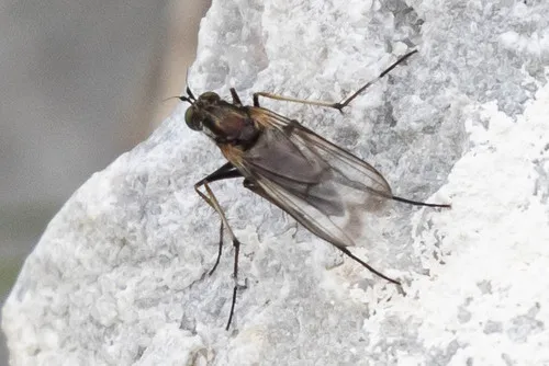 Dolichopus mannerheimi