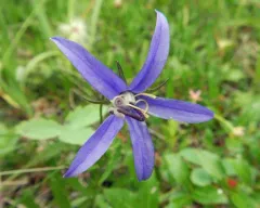 Yukon Bellflower thumbnail 2