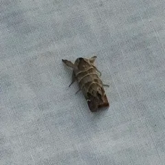 Sigmoid Prominent thumbnail 2