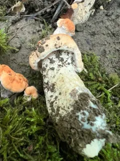 Hydnum aerostatisporum thumbnail 3