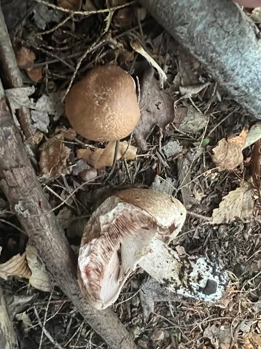 Agaricus benesii