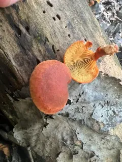 Gymnopilus subdryophilus thumbnail 2
