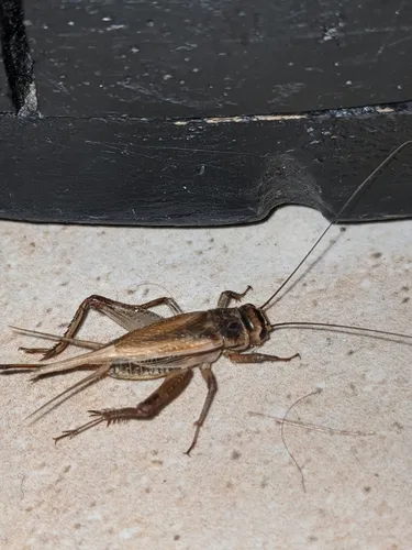 House Cricket