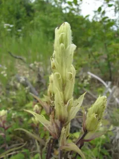Pale Paintbrush thumbnail 3
