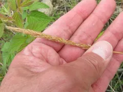 Purple Reedgrass thumbnail 2