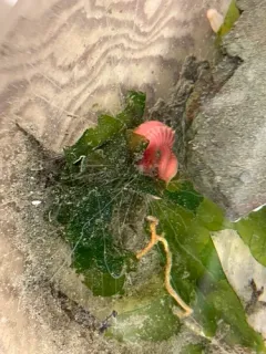Neoamphitrite robusta thumbnail 3