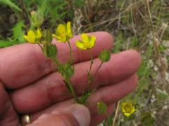 Two-world cinquefoil thumbnail 3
