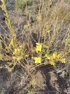 Fourpoint Evening Primrose thumbnail 1