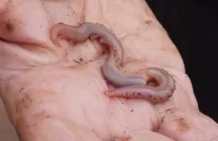 Bloodworm thumbnail 3
