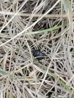 Melanocanthon nigricornis thumbnail 4