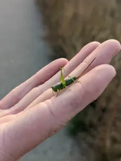 Straight-lanced Meadow Katydid thumbnail 2