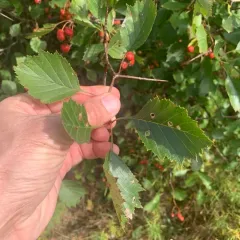 Coptodisca splendoriferella thumbnail 3