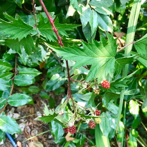 Cutleaf Blackberry
