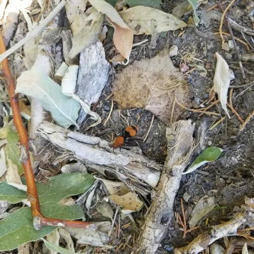Common Eastern Velvet Ant