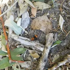 Common Eastern Velvet Ant thumbnail 1