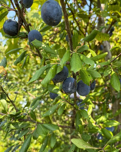 Plum