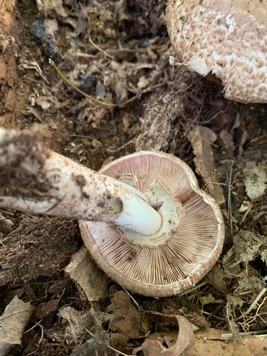 Scaly Wood Mushroom