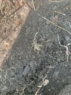 Japanese Burrowing Cricket thumbnail 2