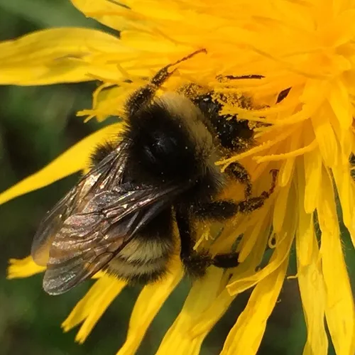 Yellow-banded Bumble Bee