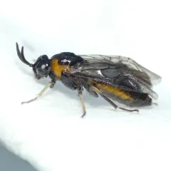 Purslane sawfly thumbnail 4