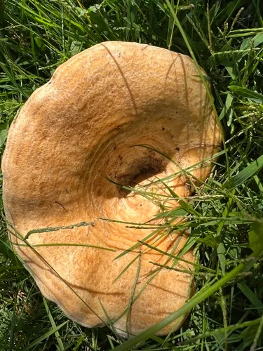 golden milkcap
