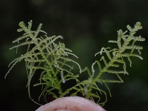 Lepidozia filamentosa