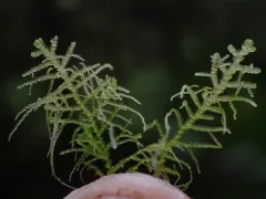 Lepidozia filamentosa thumbnail 1