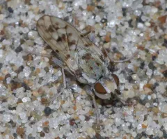 Anorostoma cinereum thumbnail 2