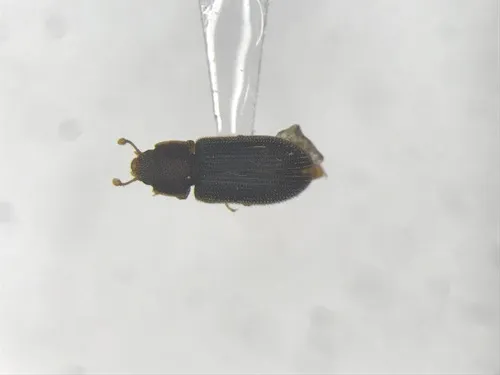 Synchita fuliginosa